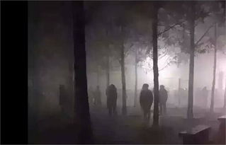 来自槐树下的哭声：模糊黑影与诡异面容