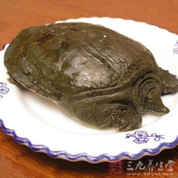 甲鱼：一种古老的滋补佳品