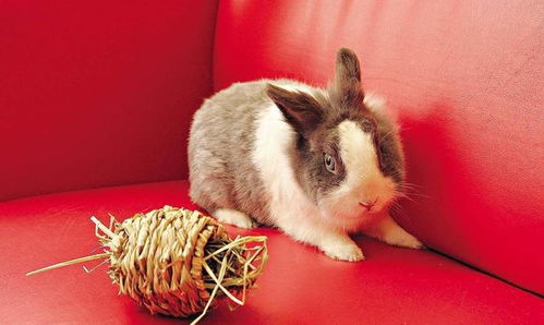 2026年属兔人遭遇害太岁，这一年属兔的太岁星君是谁？