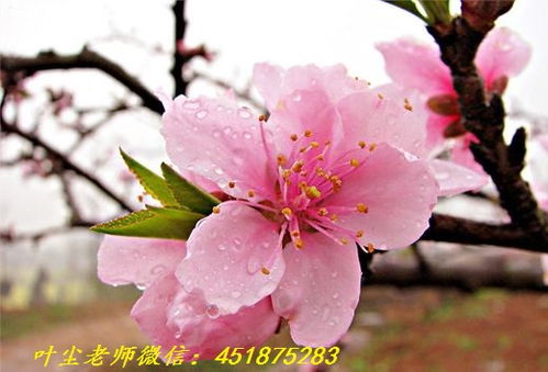 八字中桃花位有哪些，八字桃花一览表具体内容是什么？