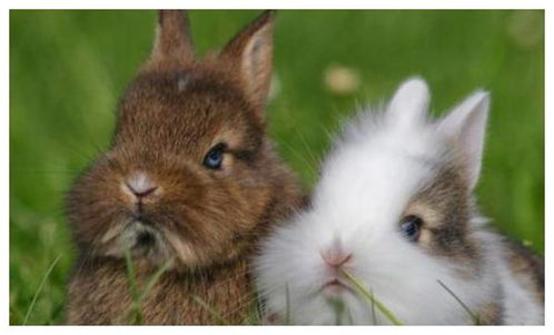 属兔女性婚姻是否合适，能否找到理想的伴侣？