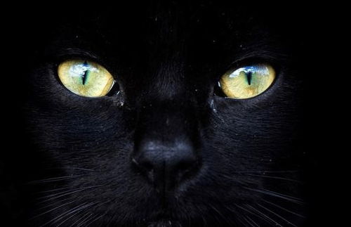 养黑猫能招财吗？黑猫金瞳真的能带来好运吗？