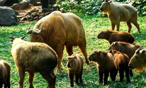 三五成群指的是什么生肖动物？