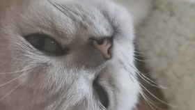 上窜下跳的生肖动物是什么？