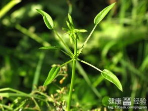 临床应用与配伍原则
