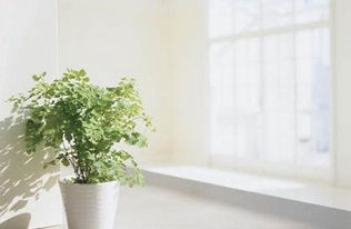 风水大师都不敢说的养花禁忌！快收藏！