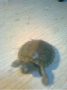 乌龟缸对着大门风水好吗？有什么讲究吗？