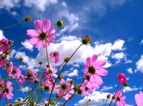 属兔者：温婉知性的魅力绽放