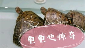 血泪交加血淋淋和血风肉雨打一生肖指的是哪个生肖？