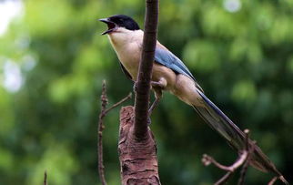 特定动物入宅行为对风水格局正向影响的案例分析