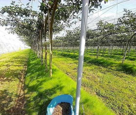 风水门对果园有怎样的影响或讲究呢？