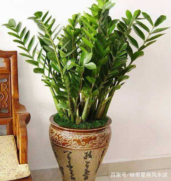 适合属狗的人养的盆栽植物有哪些推荐？