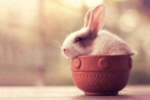 生肖兔和鸡配对，这样的组合是否合适呢？