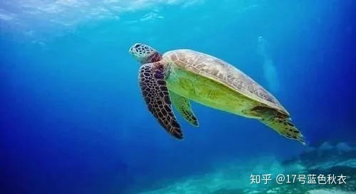 一、 全省海洋馆大杂烩（随手写的表格，别太认真）