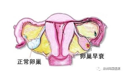：内分泌的微妙平衡