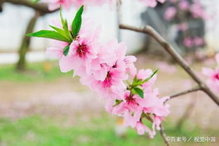 八字与桃花运