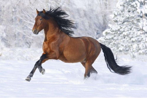 2026年属马的人工作会有哪些变动或调动？