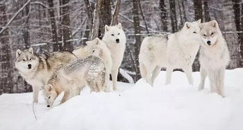 2026年姓名配对狼和易安居有什么特别之处吗？