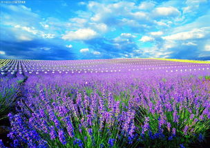 6. 普罗旺斯：薰衣草花田?大部分时候者阝是一片绿色...