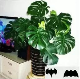 2. 阔叶植物：绿萝与吊兰的气场调节作用