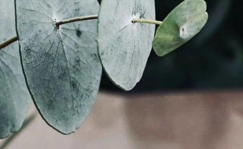 蛇：聪明机智中的策略弥补