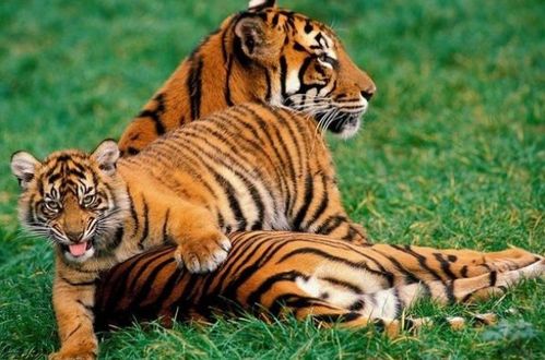 2025年属虎的人，如何选择招财转运的吉祥物？