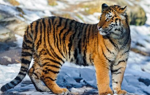 属虎人2026年运势及每月运程分析具体详细内容是什么？