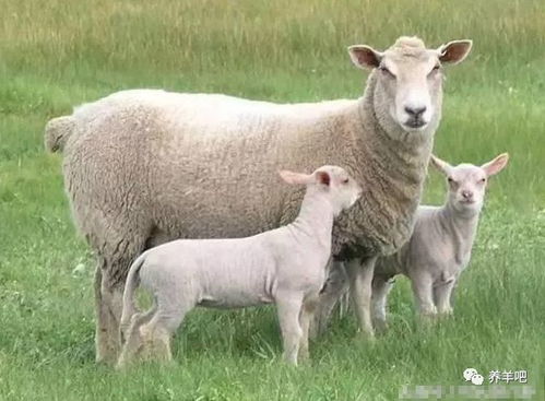 2026年属羊的人1月份感情运势如何？