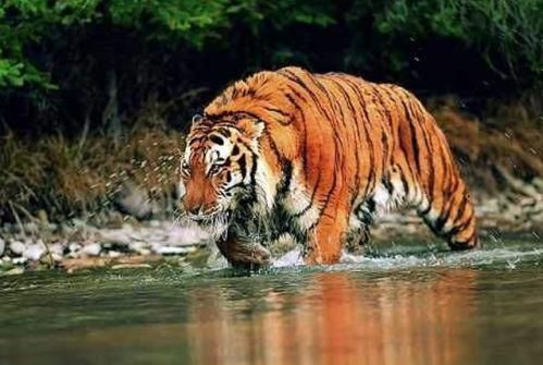 2025年下半年86年属虎的人会遭遇什么困难？