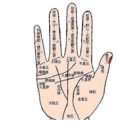 1． 手相學中的基本定義