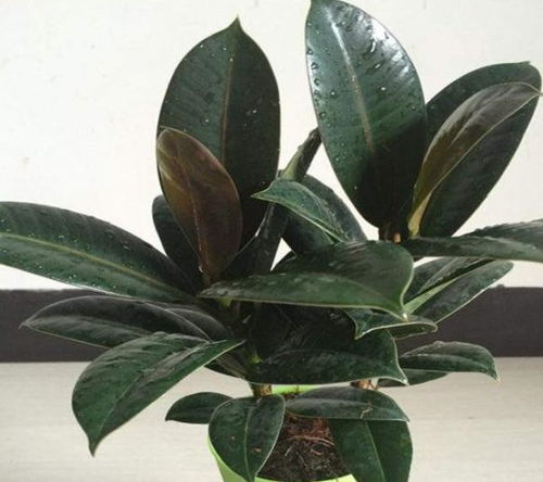 （三） 植物装饰与生气焕发