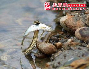 四、 财富有寓意及其他社会周边环境文化底蕴层面的解读维度