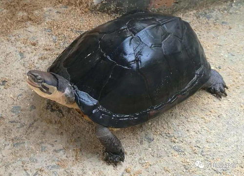 石龟的风水意义在最新视频中是如何体现的？