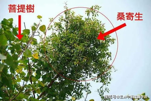 4．室外布局：适宜种植的特色树木