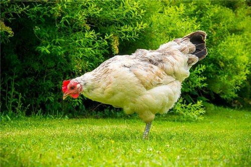 五、 深入挖掘：那些被遗忘的“木”字宝藏 (随手翻页版)