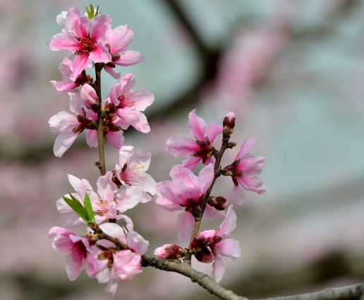 2023年十二生肖桃花运和2026年桃花转运生肖爱情运势分别详解是什么？