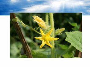 茁壮成长指的是哪个生肖？茁壮成长打一生肖是哪位生肖？