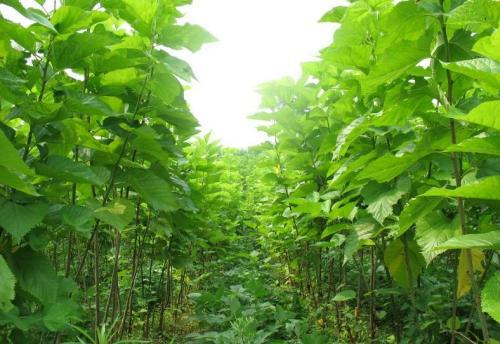 家里种桑树对风水有影响吗？