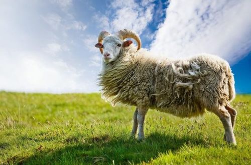 2026年属羊财运走势如何，具体财运变化是怎样的？