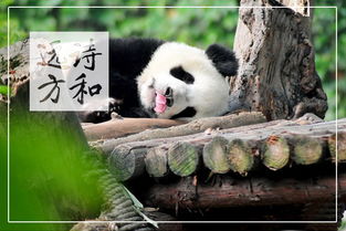 第二天：熊猫基地：萌到怀疑人生