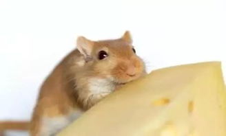 1972年九月属鼠的人木命，命里究竟缺什么，这又是什么深层含义呢？