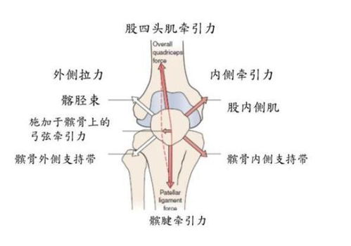 一、 胸口疼痛部位与病理生理机制的精细解析