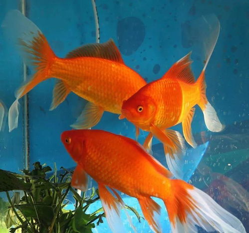 2. 金鱼：暴发户的最爱
