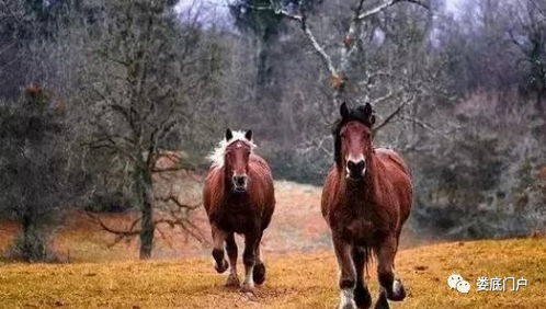 如何通过有效方法提升2026年属马的财运？