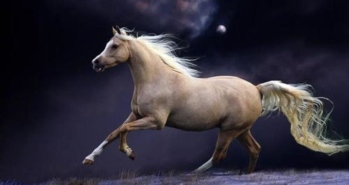 属马的女孩今年财运如何，有没有特别旺的名字推荐呢？