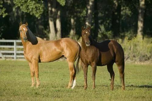 2026年属马的人最佳结婚吉日和结婚时间是什么时候？