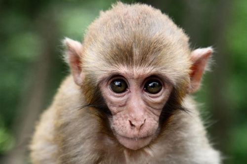 2026年属猴人的事业财运和整体财运具体表现如何？