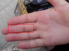 1. 粗壮形态：福泽深厚的象征