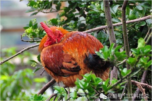 名字与物种：必须对得起