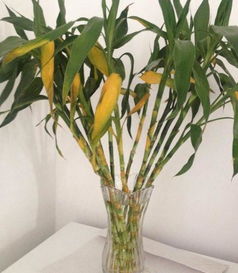 富贵竹养护的奇葩技巧